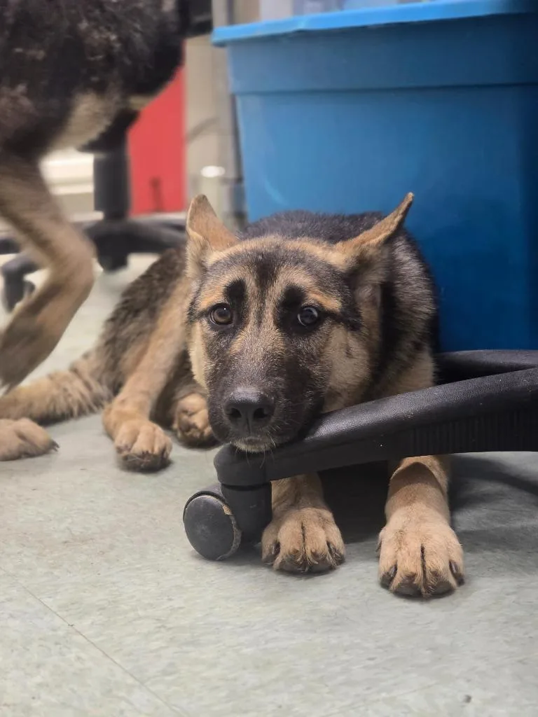 A baby medium-sized female German Shepherd Dog dog named Fern for adoption in Danielsville, GA