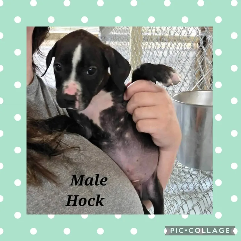 A baby medium-sized male Black Pit Bull Terrier dog named Hock for adoption in Ringwood, NJ