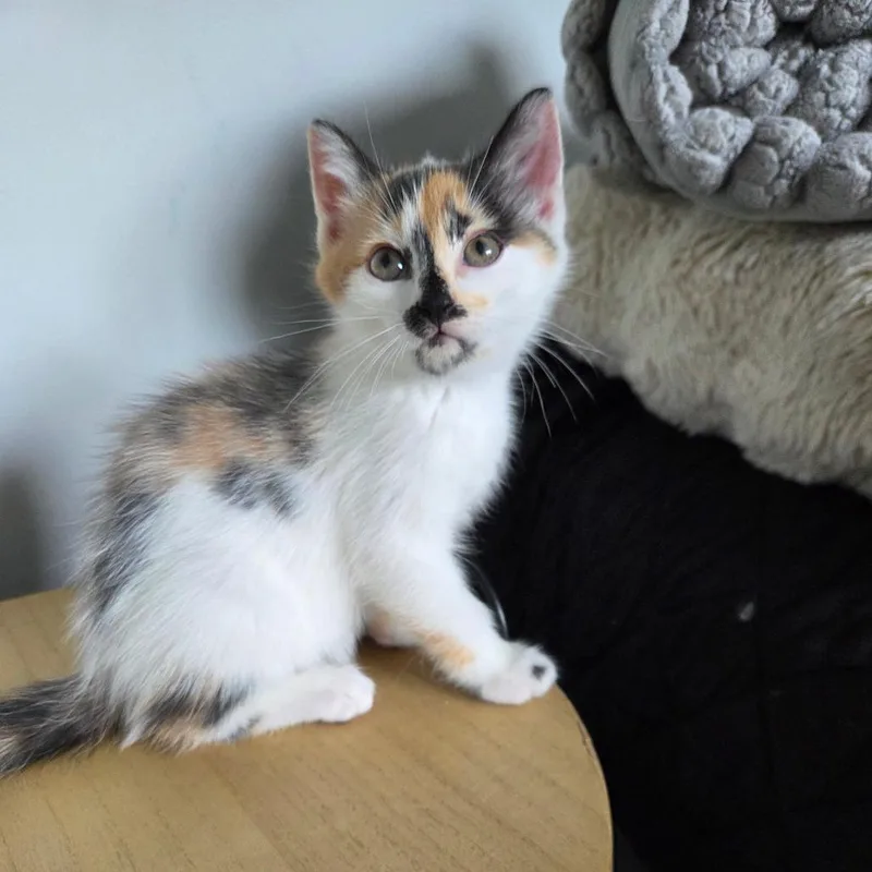 A baby small-sized female White Domestic Medium Hair cat named Callie for adoption in Johnstown, PA