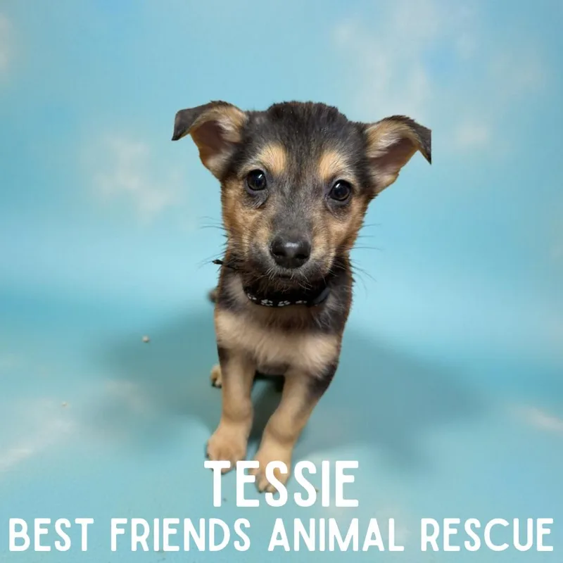 Tessie thumbnail 2