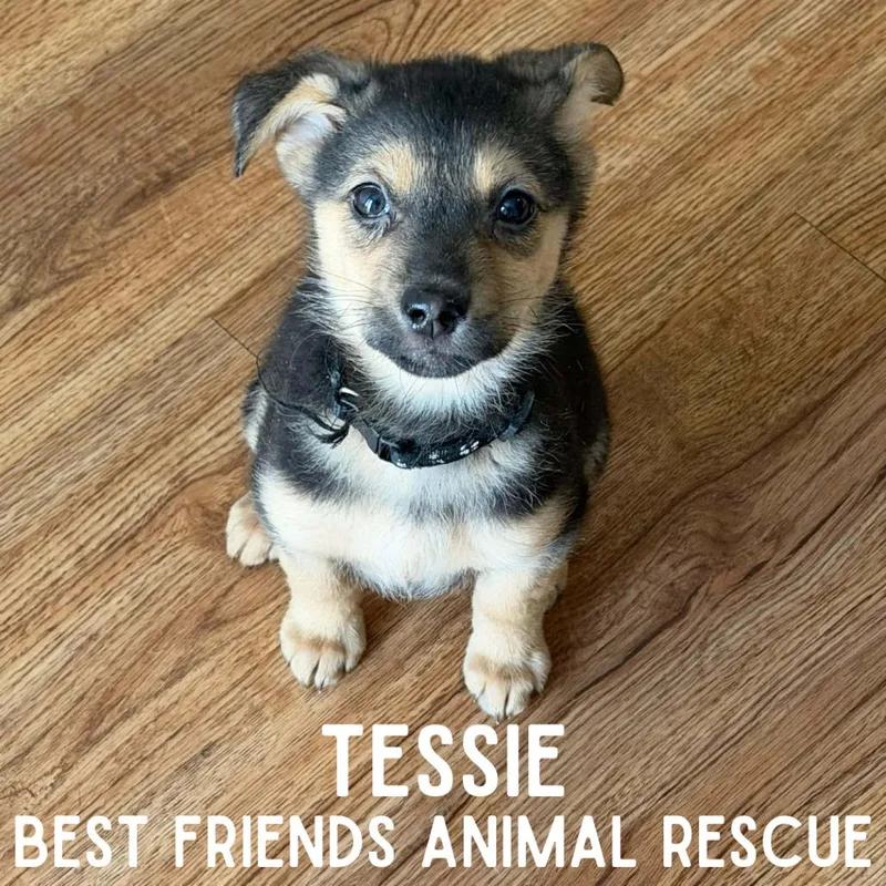 Tessie thumbnail 6