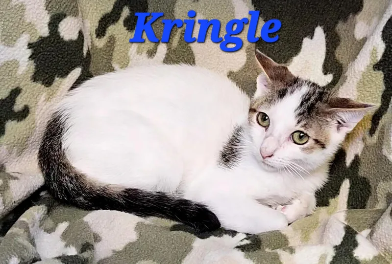 Kringle