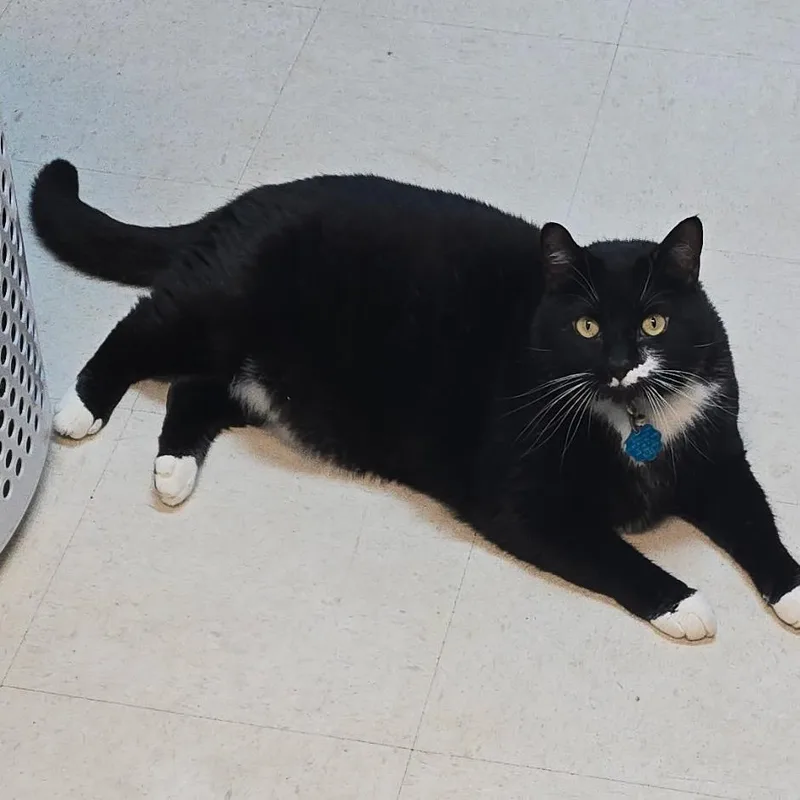 Panda Pop thumbnail 2