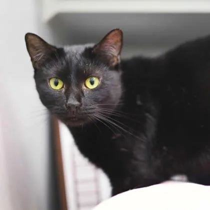 An adult small-sized female Black Domestic Short Hair cat named Ivy for adoption in Atlanta, GA
