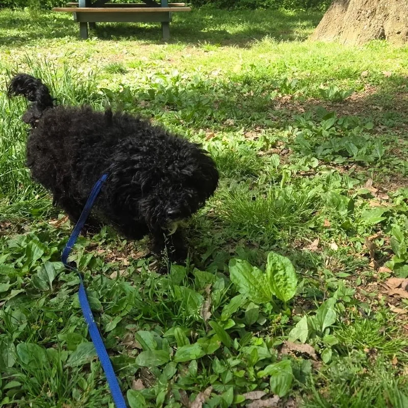 An adult small-sized male Black Miniature Poodle dog named Ziggy for adoption in West Chester, PA