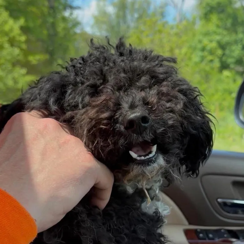Ziggy thumbnail 3