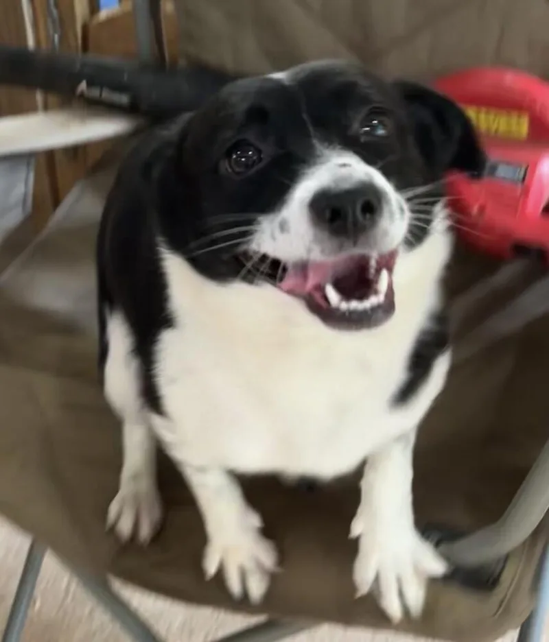 A young small-sized female Tricolor (Brown, Black, & White) Corgi dog named Rue Rue for adoption in Washington, DC