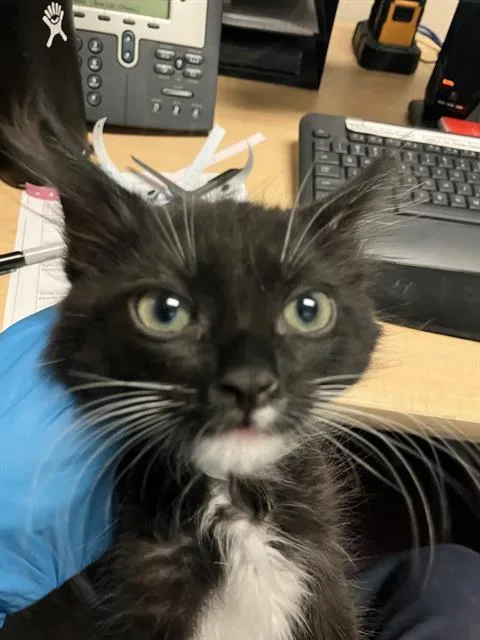 A baby small-sized male Domestic Short Hair cat named Tommy for adoption in Long Beach, CA