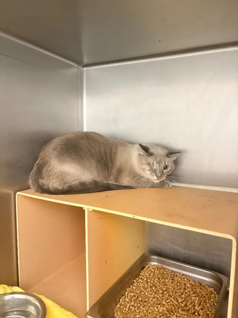 A young small-sized male Siamese cat named Simon for adoption in Albany, GA