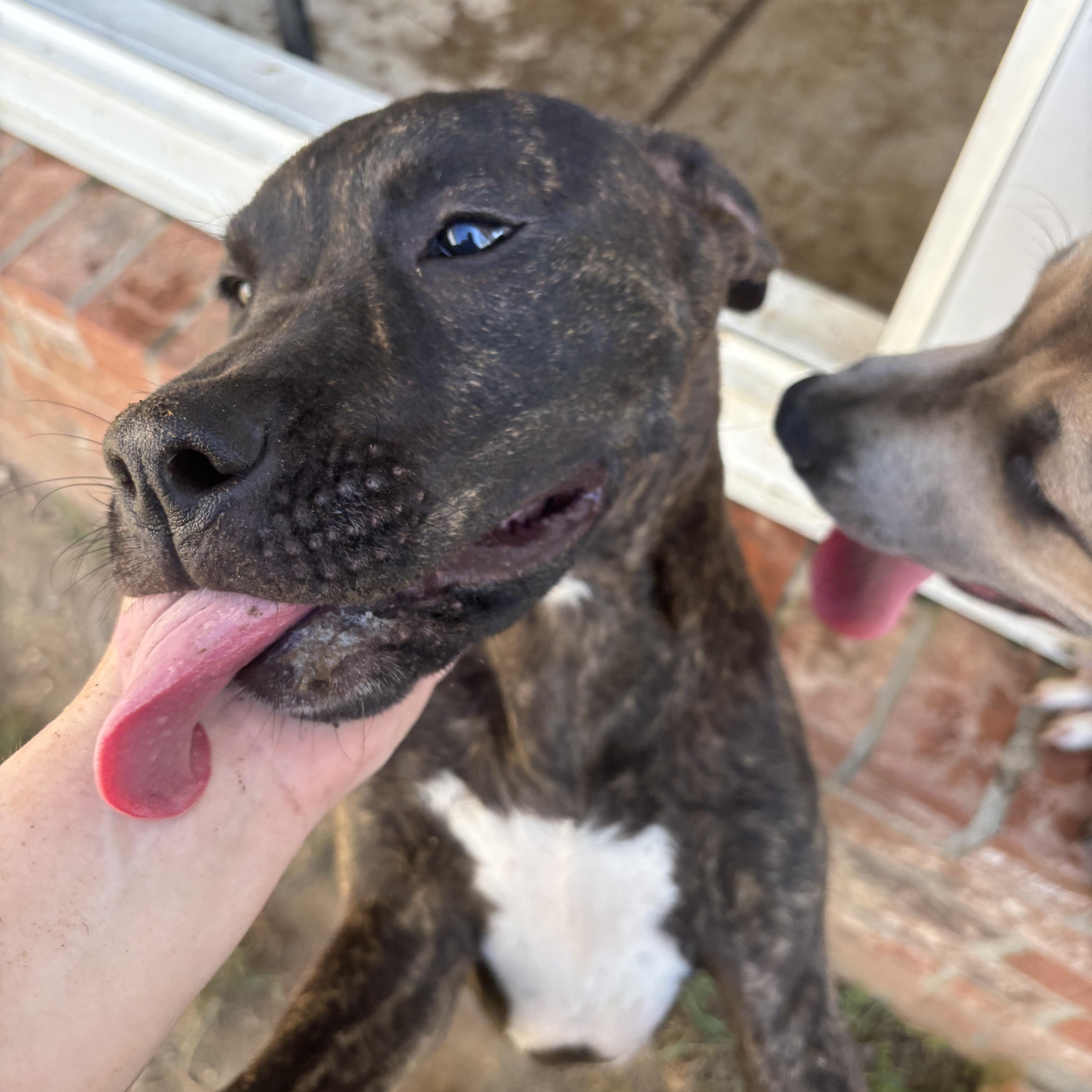 A young large-sized female Brindle Catahoula Leopard Dog dog named Layla for adoption in Sheridan, AR