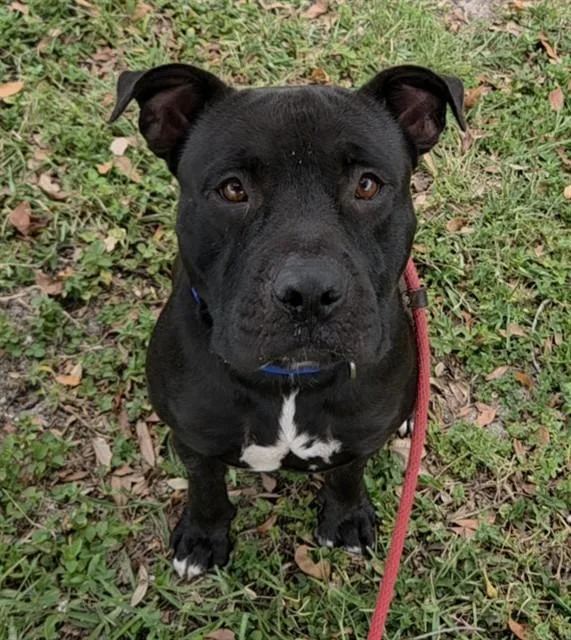 A young medium-sized male Pit Bull Terrier dog named Smoke for adoption in Fort Lauderdale, FL