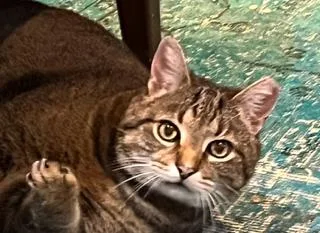 An adult medium-sized male Domestic Short Hair cat named Atlas for adoption in Sterling, VA