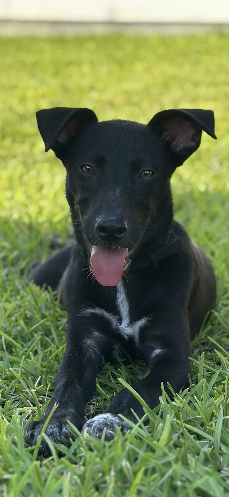 A young medium-sized male Australian Cattle Dog / Blue Heeler dog named Ryder for adoption in Houston, TX