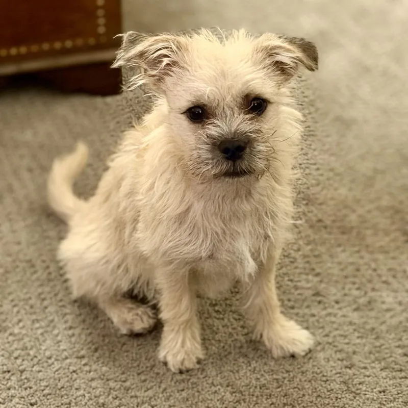 A young small-sized male Pug dog named Buzz for adoption in Point Richmond, CA