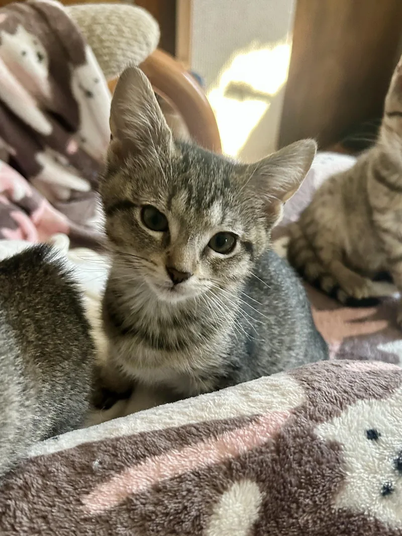 A baby small-sized female Tabby (Brown / Chocolate) Domestic Short Hair cat named Gretel for adoption in Warminster, PA