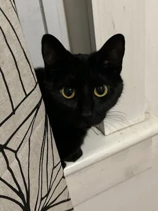 An adult small-sized female Domestic Short Hair cat named Magic for adoption in Washington, DC