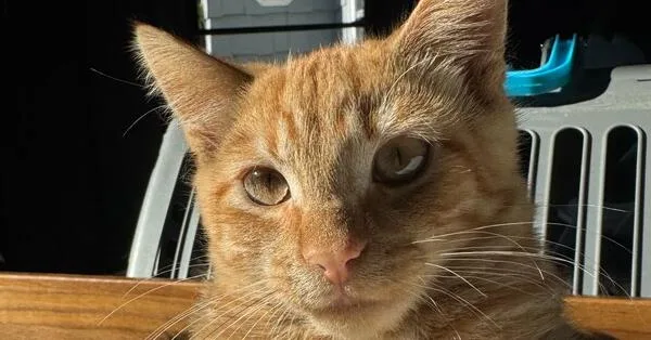 A baby small-sized male Orange & White Domestic Short Hair cat named Beanie for adoption in Ronkonkoma, NY