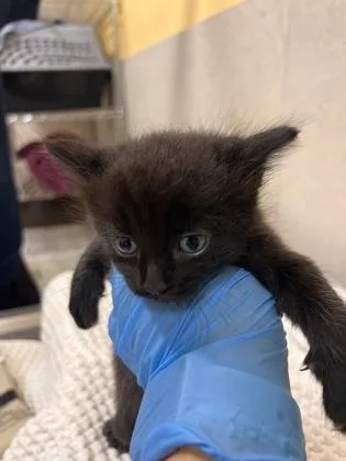 A baby small-sized male Domestic Short Hair cat named Kuku for adoption in Honolulu, HI