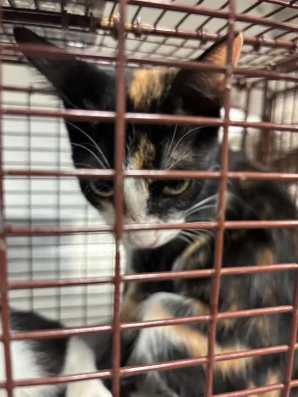 A baby small-sized female Domestic Short Hair cat named Lucy for adoption in Austin, TX