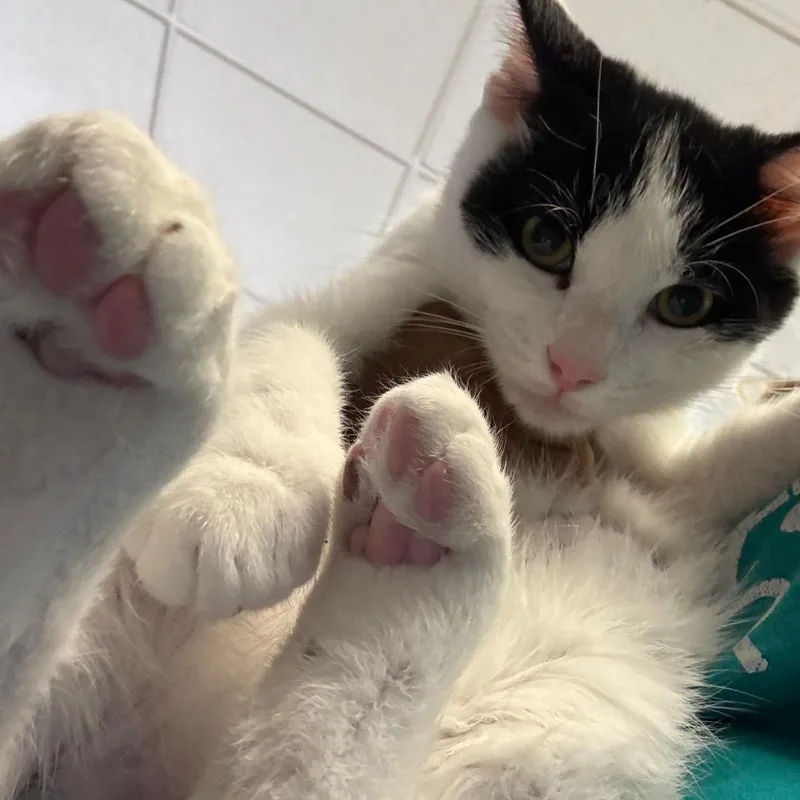 A baby medium-sized male White Domestic Short Hair cat named Stitch for adoption in Lakeland, FL