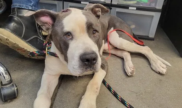 An adult medium-sized male Pit Bull Terrier dog named Bosco for adoption in Tucson, AZ