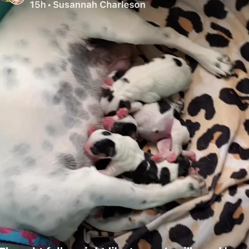 Ruby thumbnail 3