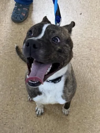 An adult medium-sized male Pit Bull Terrier dog named Churru for adoption in San Antonio, TX