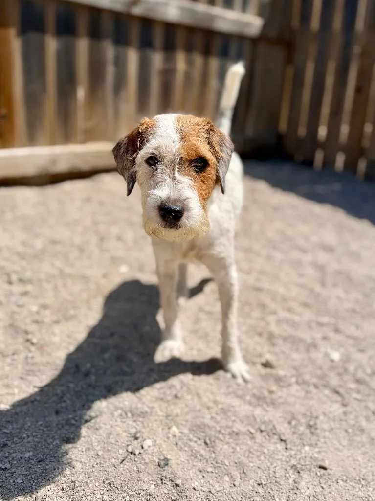 A young medium-sized female Jack Russell Terrier dog named Skylar for adoption in Muskegon, MI