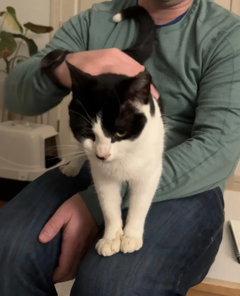 A young medium-sized female Black & White / Tuxedo Domestic Short Hair cat named Bailey for adoption in Montgomery, AL