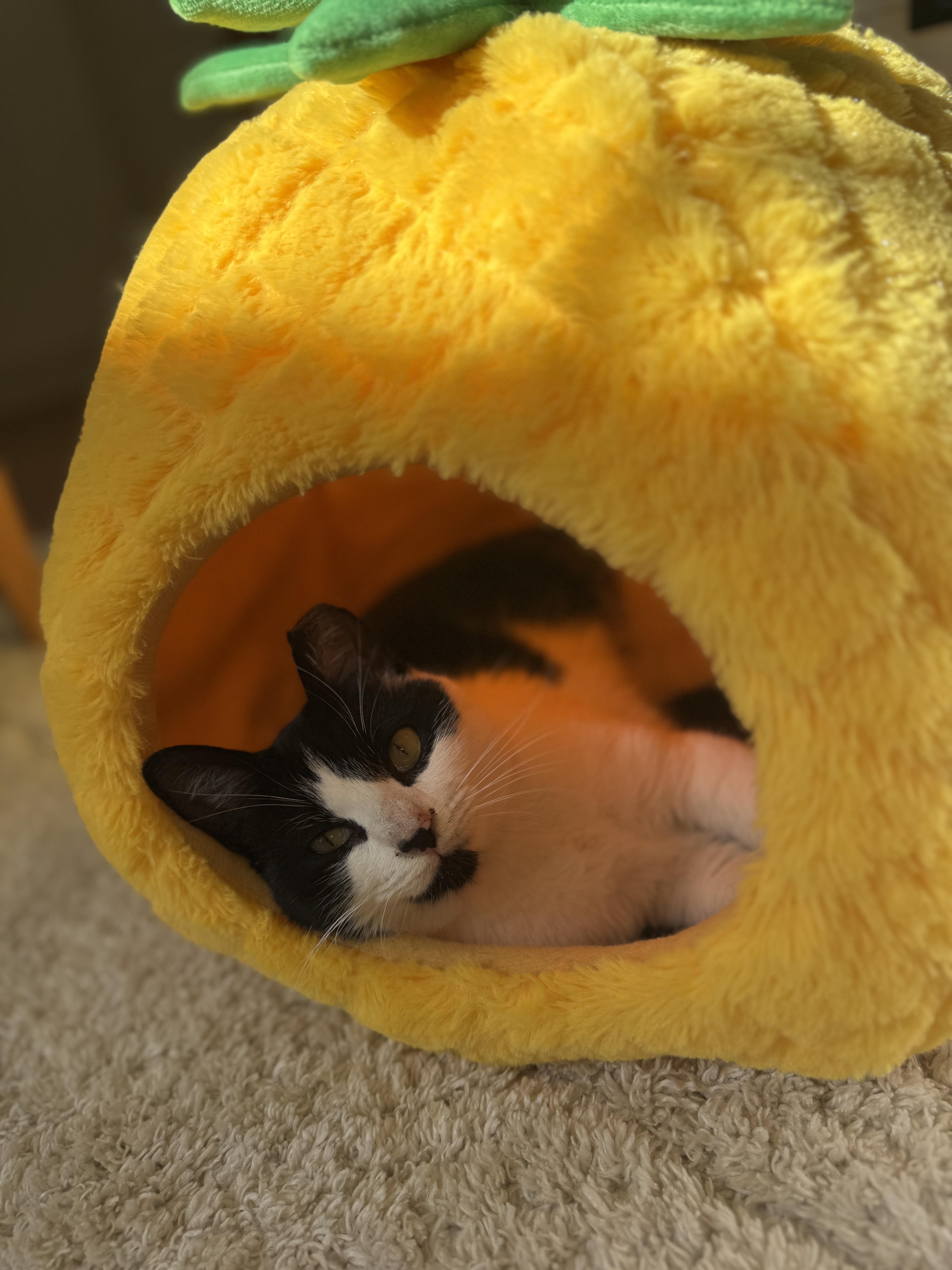 Bailey thumbnail 3