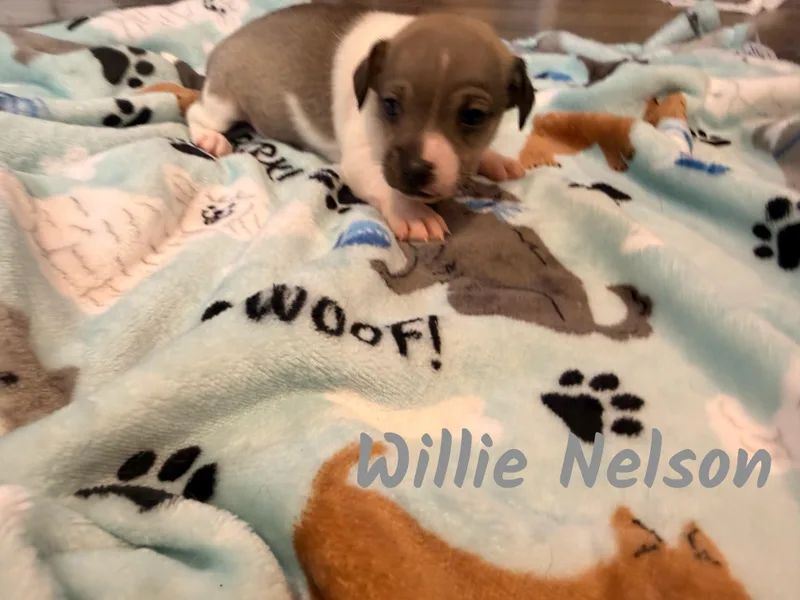 A baby small-sized male Chihuahua dog named Willie for adoption in Manhattan, KS