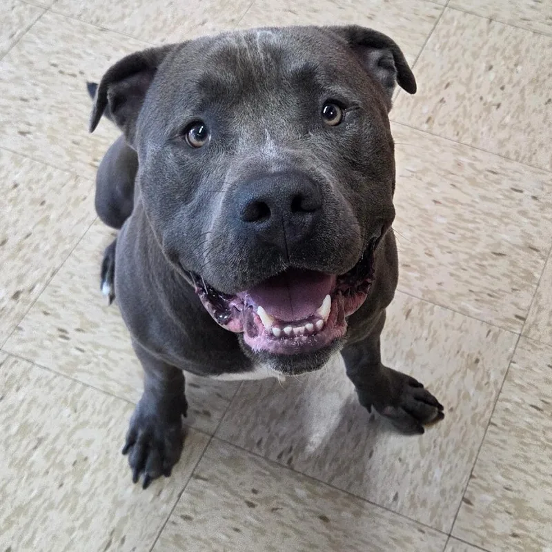An adult large-sized male Gray / Blue / Silver Pit Bull Terrier dog named Bowser for adoption in Breese, IL