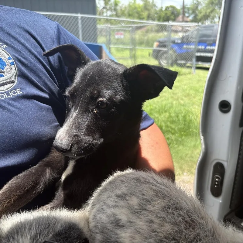 A baby medium-sized male Black Mixed Breed dog named Maggie for adoption in Austin, TX