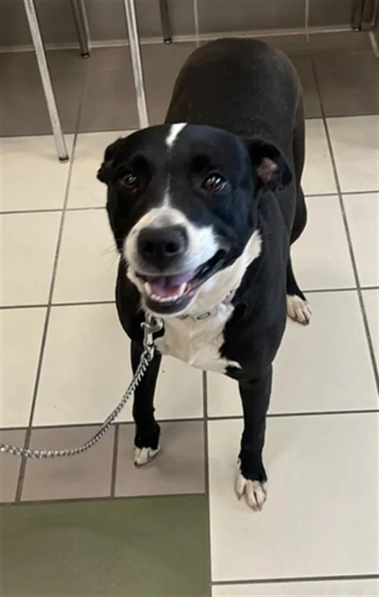A young medium-sized female Pit Bull Terrier dog named Perdita for adoption in Derwood, MD