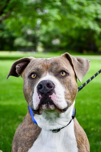 An adult large-sized male Pit Bull Terrier dog named Duke for adoption in Yakima, WA