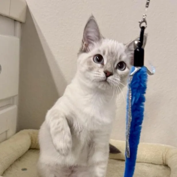 A baby small-sized female White Siamese cat named Opal for adoption in Pleasanton, CA