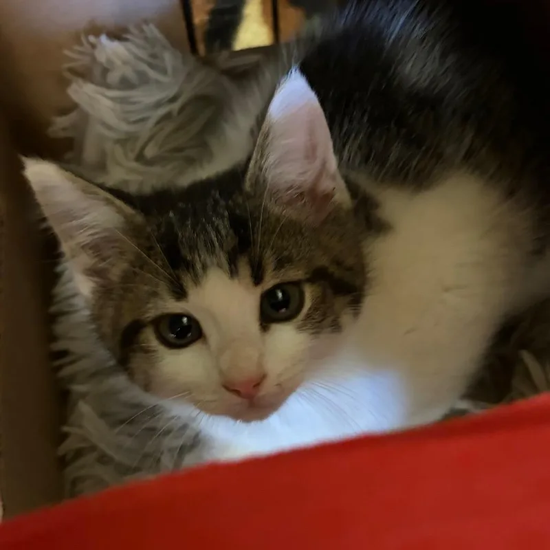 A baby small-sized male White Domestic Short Hair cat named Addie for adoption in Ashtabula, OH