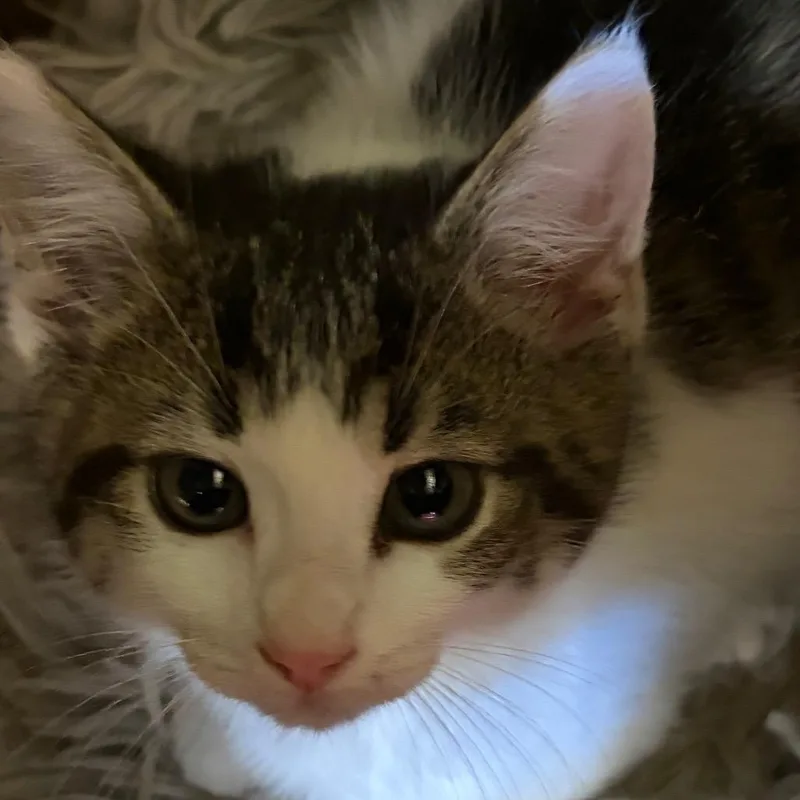 Addie thumbnail 3