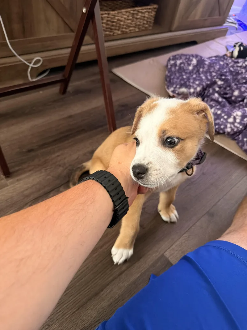 A baby medium-sized male White / Cream Border Collie dog named Keegan for adoption in Concord, CA