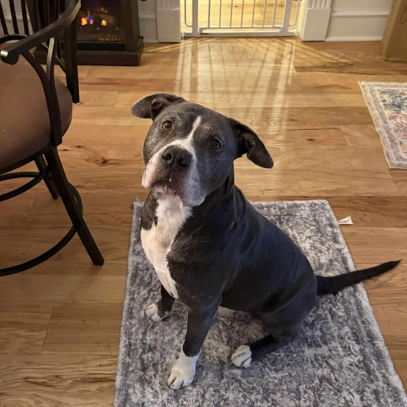 An adult large-sized male Pit Bull Terrier dog named Buddy for adoption in Yukon, OK