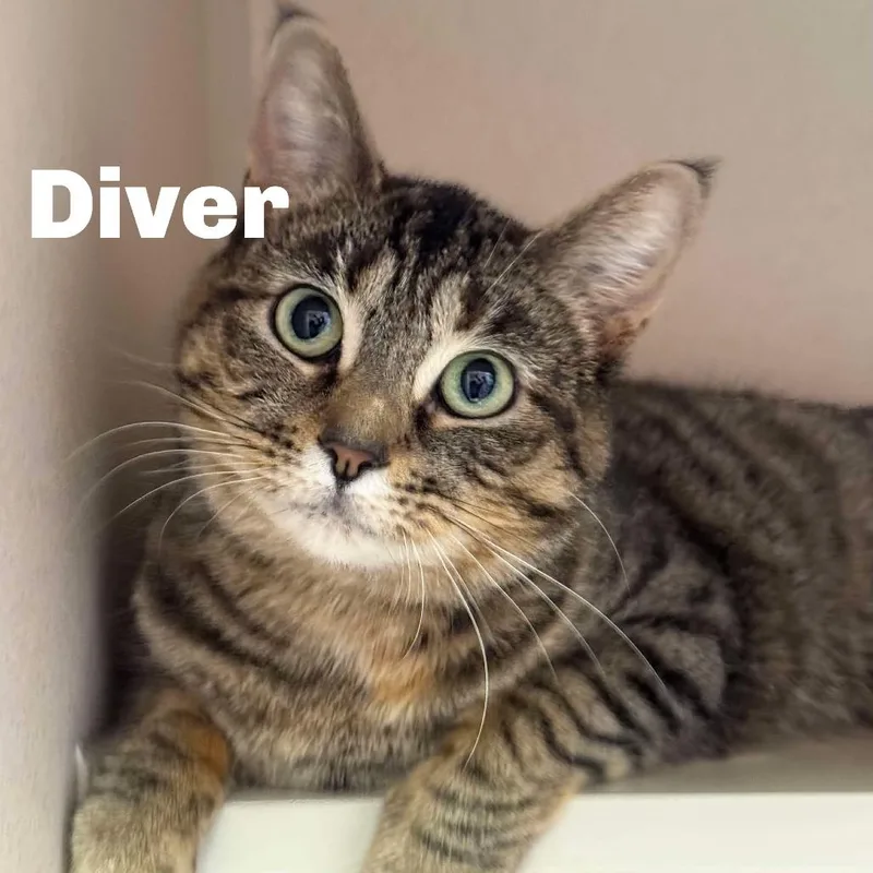 Diver