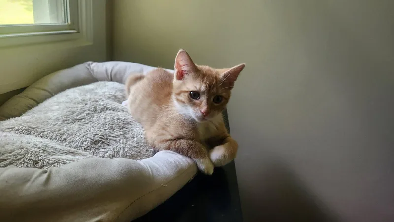 A baby medium-sized male American Shorthair cat named Archie for adoption in Roanoke, AL