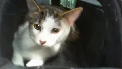 A young small-sized female Domestic Short Hair cat named Lucky for adoption in Charlotte, NC