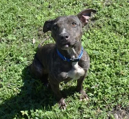 A senior medium-sized female Brindle Boxer dog named Opal for adoption in Inverness, FL
