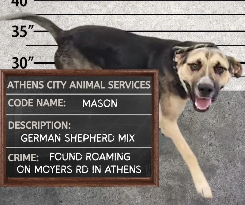 An adult medium-sized male Shepherd dog named Mason for adoption in Athens, AL