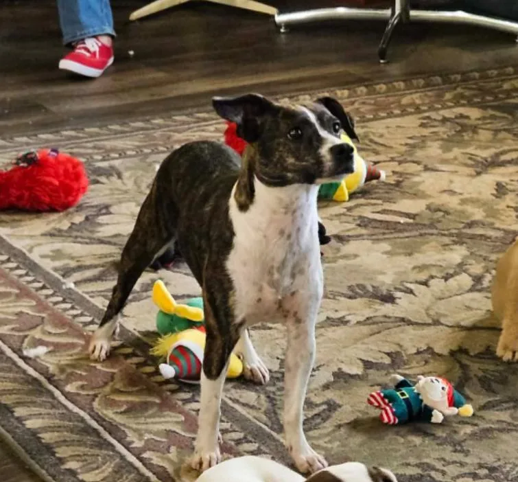 A young small-sized female Boston Terrier dog named Tippy in LA for adoption in Cranston, RI