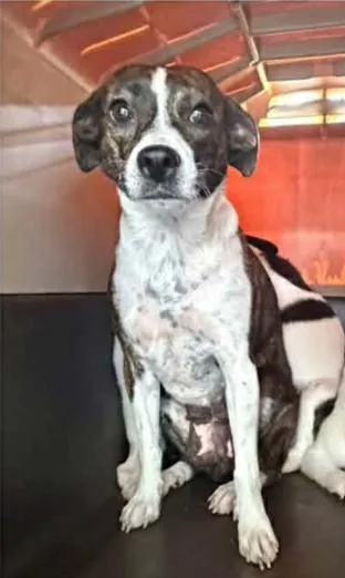 Tippy in LA thumbnail 2