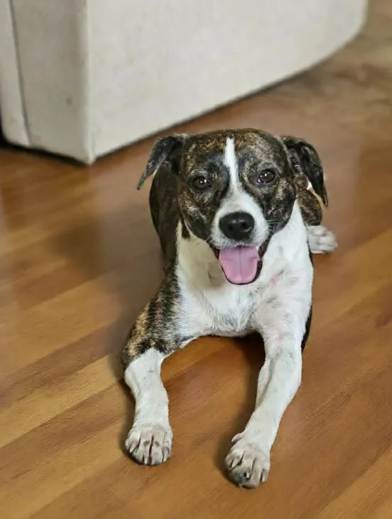 Tippy in LA thumbnail 3