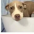 A baby medium-sized male Yellow / Tan / Blond / Fawn Terrier dog named Eli for adoption in Tampa, FL