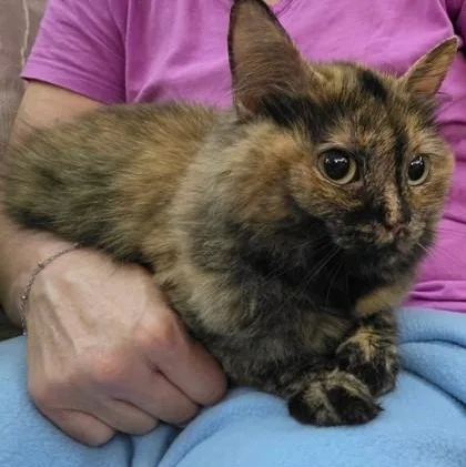 An adult medium-sized female Tortoiseshell Domestic Short Hair cat named Reeses for adoption in Rochester, MN